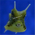 LONGHORN COWFISH